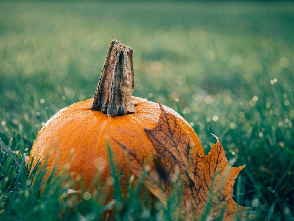 pumpkin, leaf, autumn-1030817.jpg