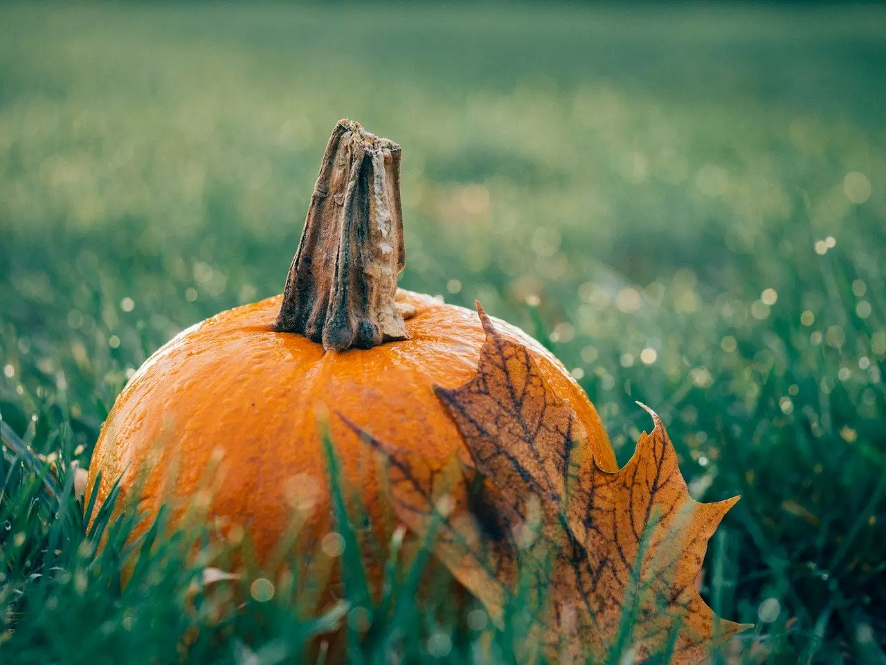 pumpkin, leaf, autumn-1030817.jpg