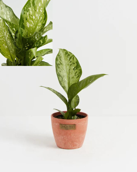 Big Leaf Indoor Plants—Dieffenbachia Tiki
