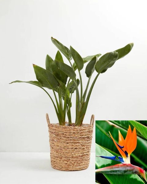 Big Leaf Indoor Plants—Orange Bird of Paradise