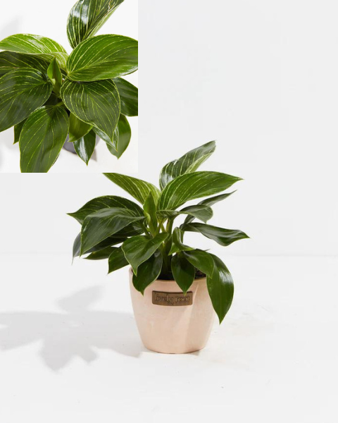 Big Leaf Indoor Plants—Philodendron Birkin