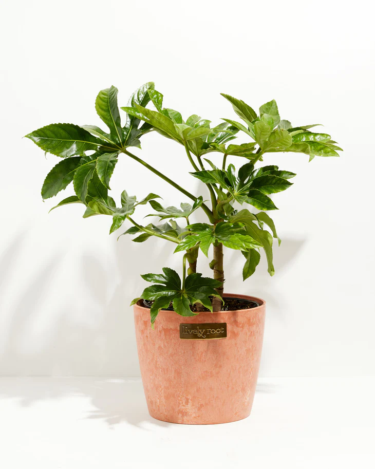 Big Leaf Indoor Plants—Paper Plant