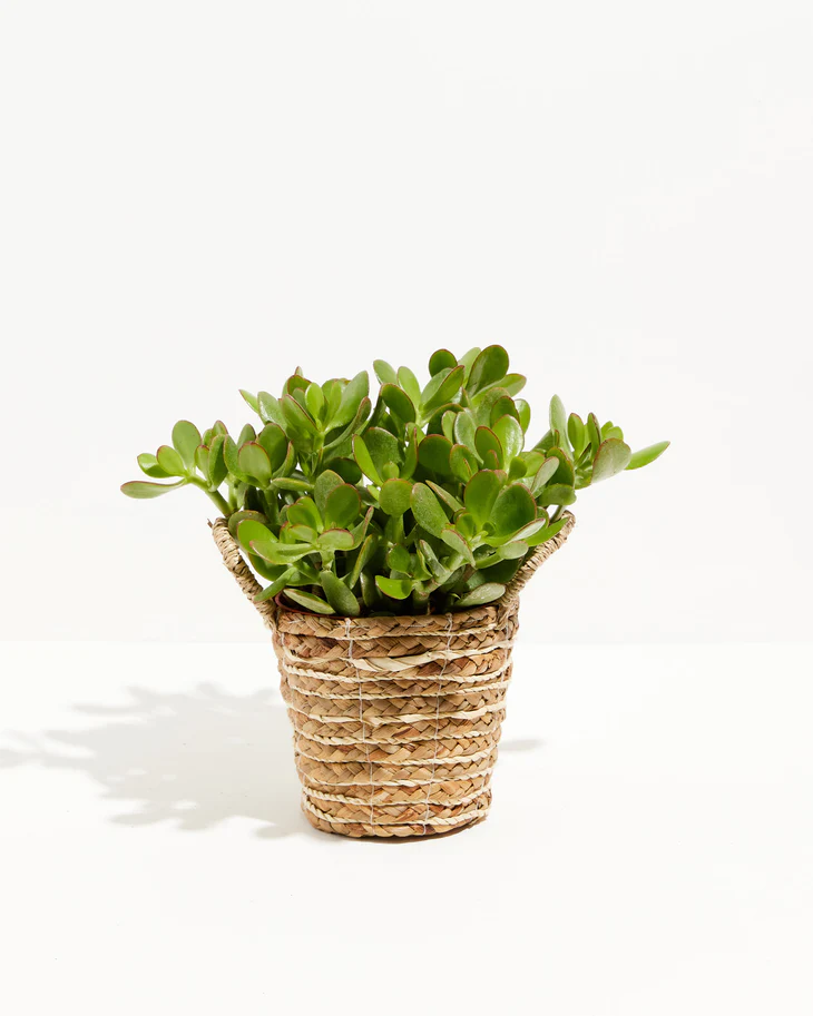 Indoor Succulent Plant ideas— Jade Plant