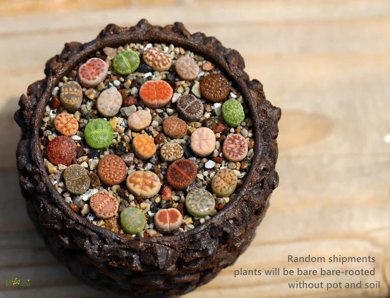 Indoor Succulent Plant Ideas—Lithops Seeds Mix