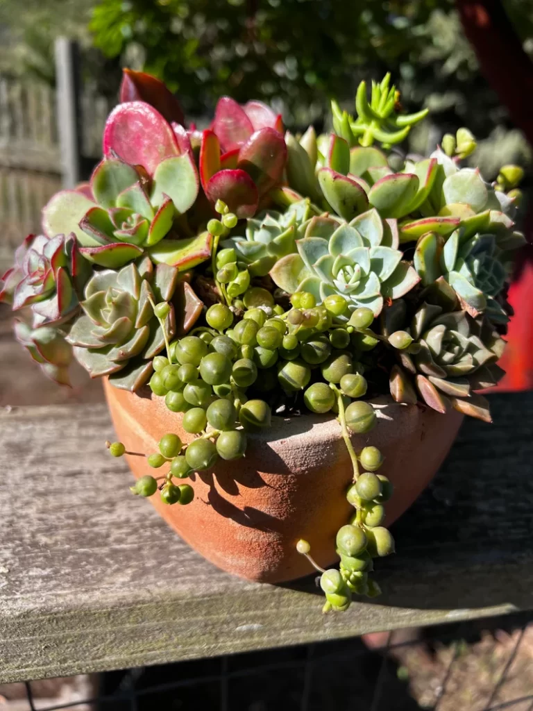 Indoor succulent plant ideas—live miniature succulent arrangements