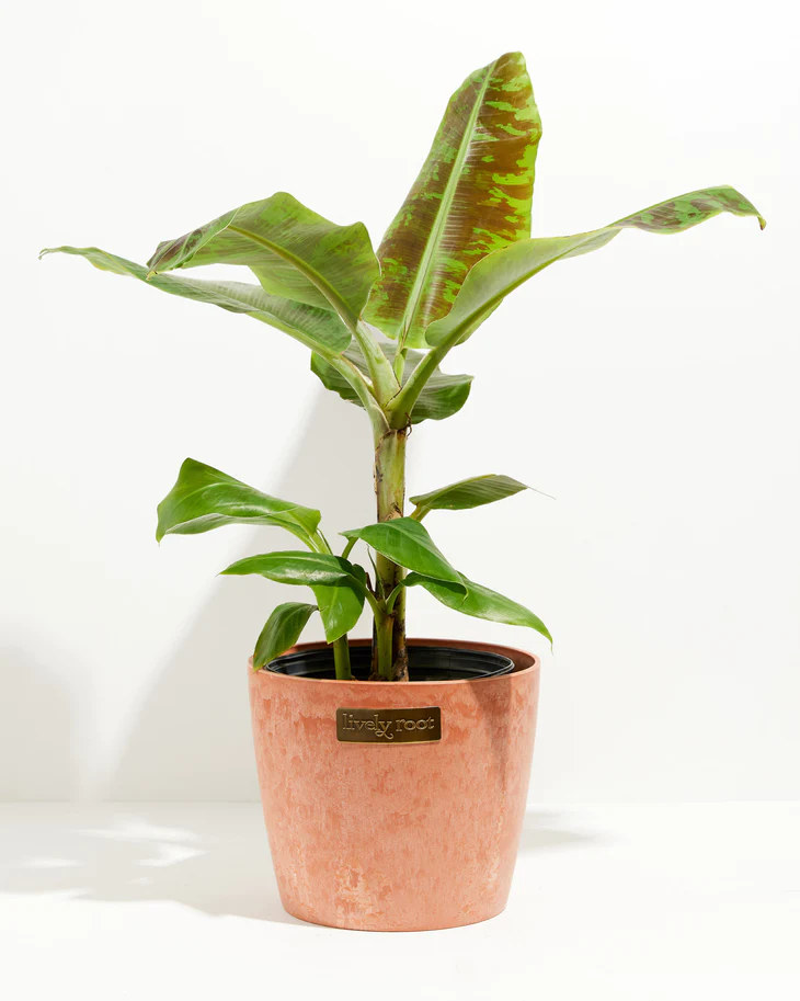Big Leaf Indoor Plants—Dwarf Banana Plant
