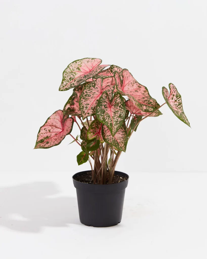 Big Leaf Indoor Plants—Pink Beauty Caladium