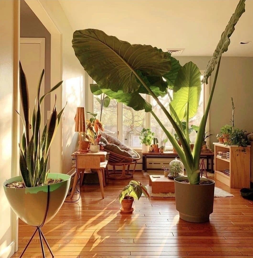 Creating a Lush Oasis The Top Big Leaf Indoor Plants for Your Home