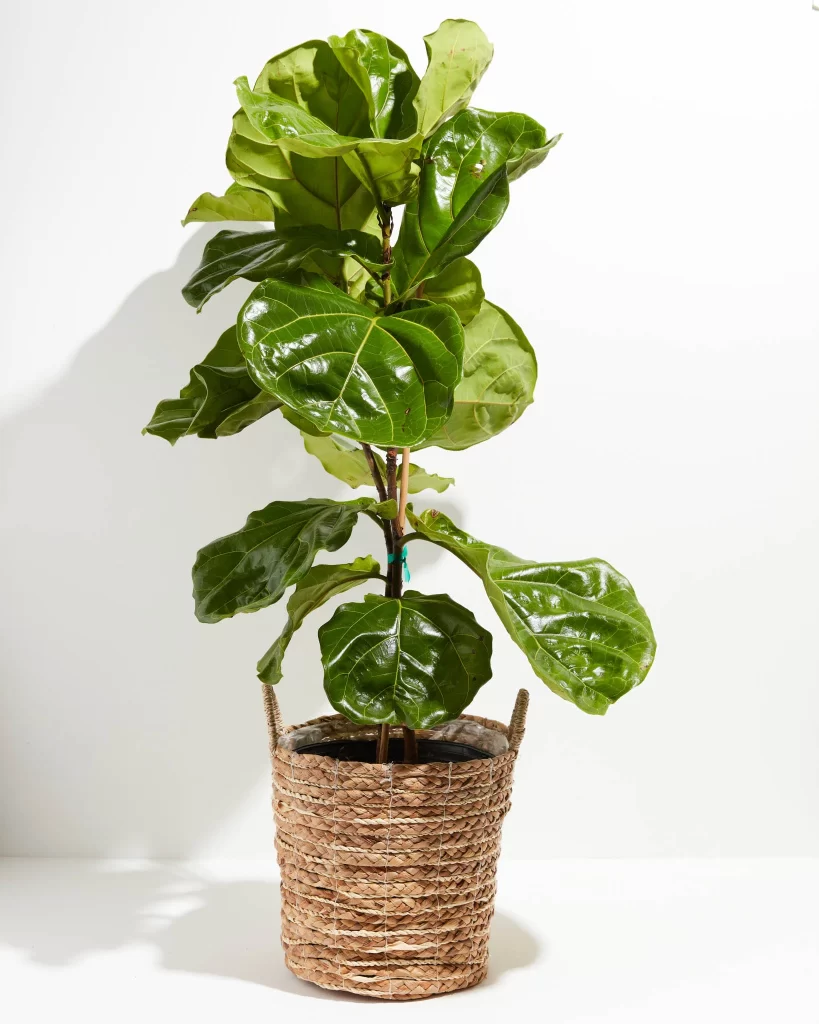 Big Leaf Indoor Plants—Fiddle Leaf Fig