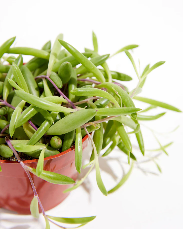Indoor Succulent Plant Ideas—String of Rubies