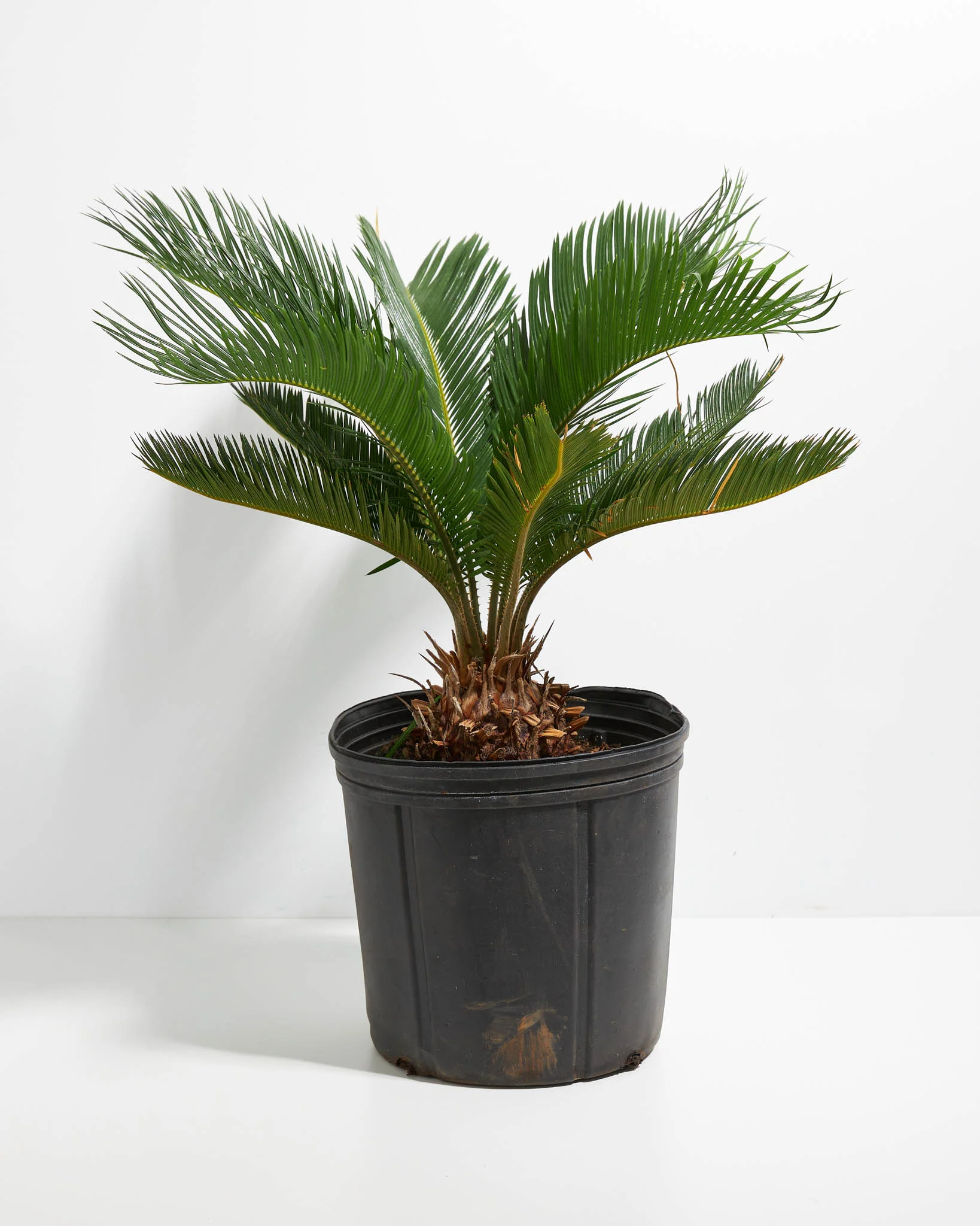 Sago Palm for small department patio