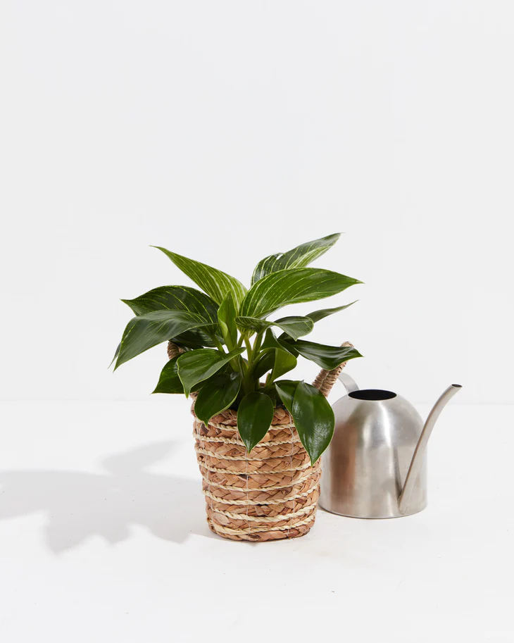 Fast Growing Indoor Plants—Philodendron Birkin Plant