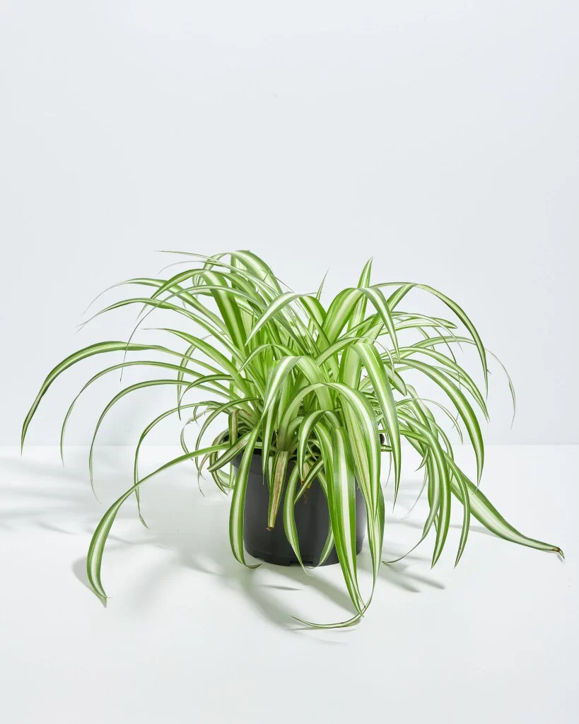 Fast Growing Indoor Plants—Spider Plant