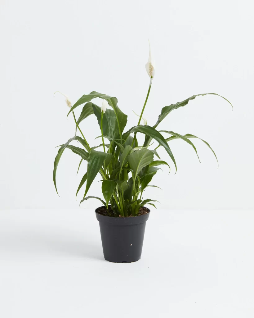 Fast Growing Indoor Plants —Peace Lily