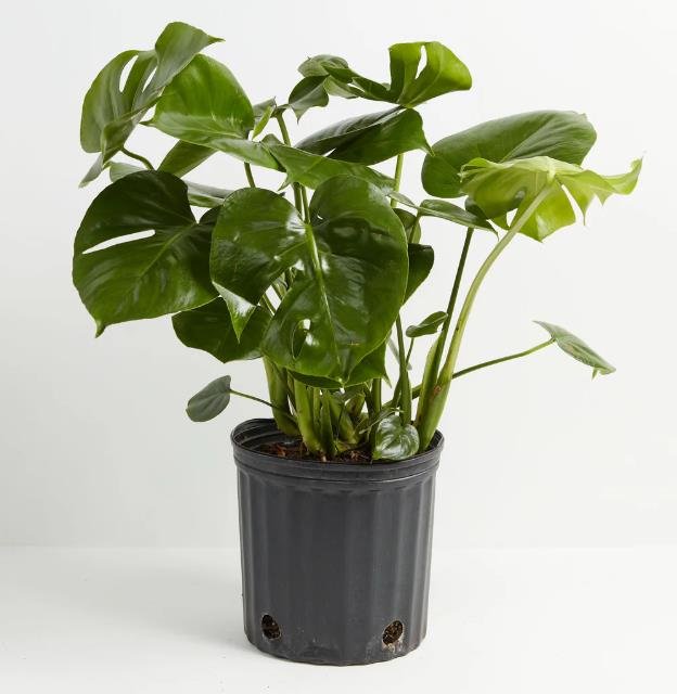Feng Shui Home Products—Split Leaf Philodendron